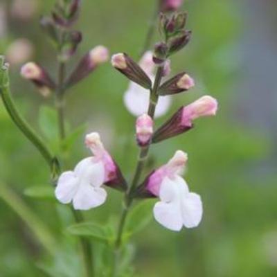 Salvia microphylla 'Delice Fiona'